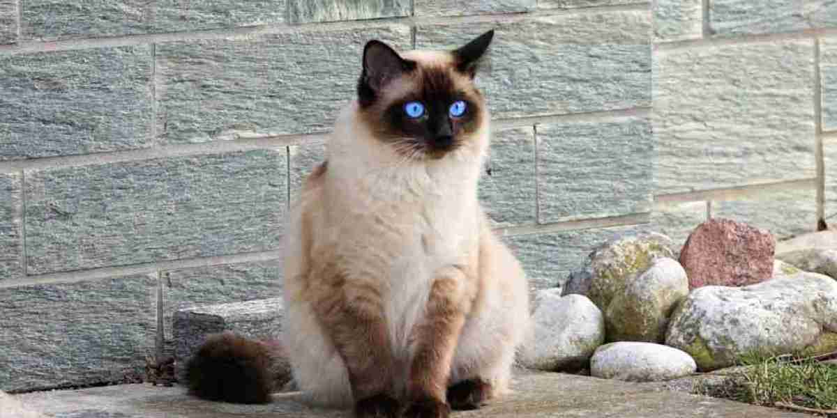 Siamese Cat Breeds: List, Pictures, Prices & Best Picks