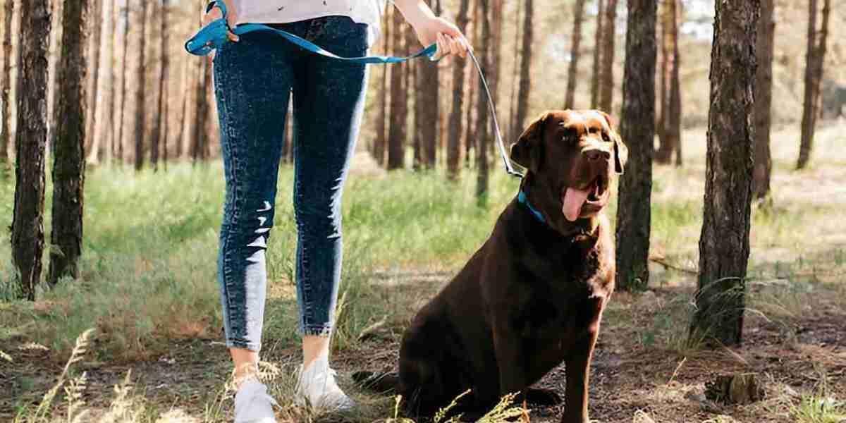 The Difference Between Dog Daycare and Dog Board and Training in Chicago