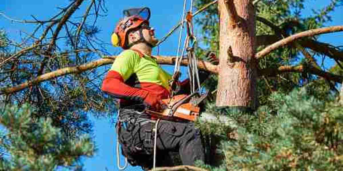 University Park Tree Care: Professional Trimming & Removal Services