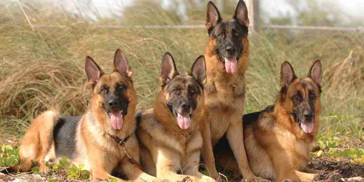 German Shepherd for Sale in Florida – Puppies & Adults Available